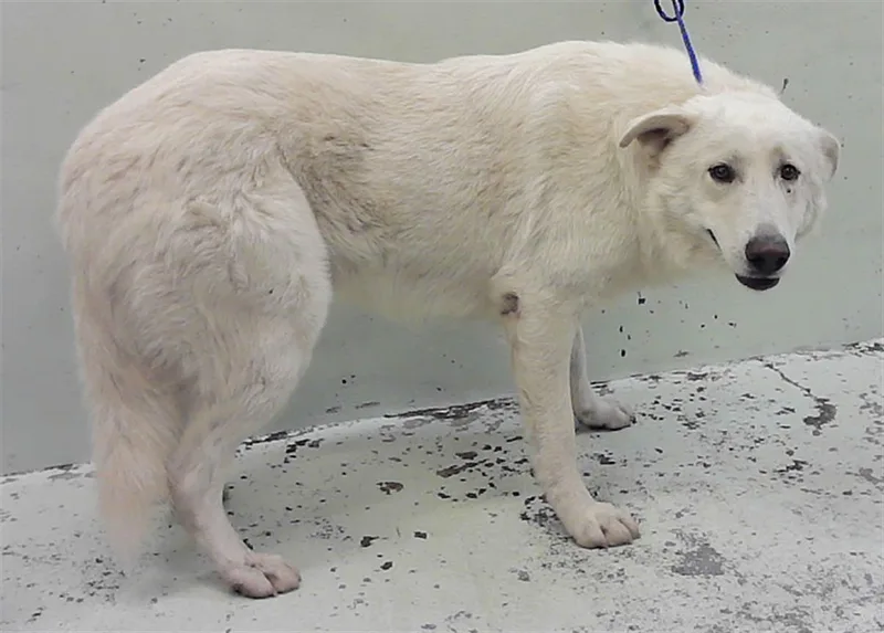 An adult large-sized male Great Pyrenees dog named Yoki for adoption in Houston, TX