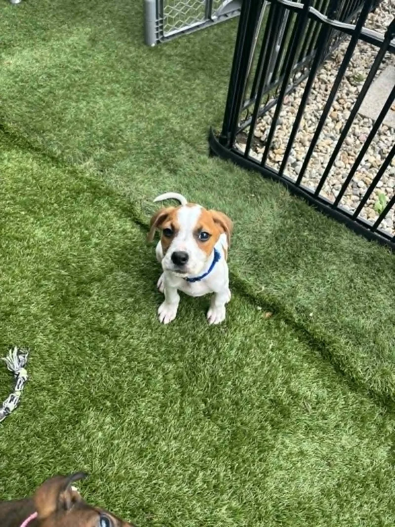 A baby large-sized male White / Cream Mixed Breed dog named Monopoly for adoption in Kenosha, WI
