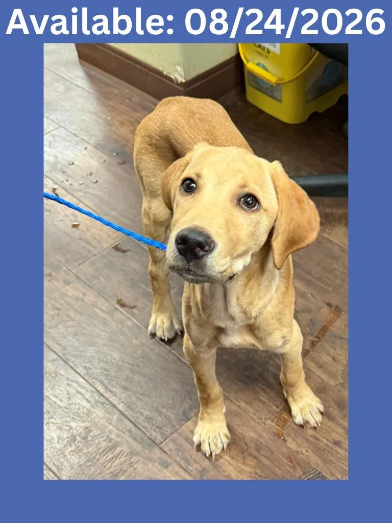 A baby medium-sized male Labrador Retriever dog named Dog Kennel for adoption in Greenville, TX