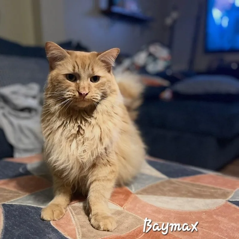 An adult large-sized male Domestic Long Hair cat named Baymax for adoption in Catasauqua, PA