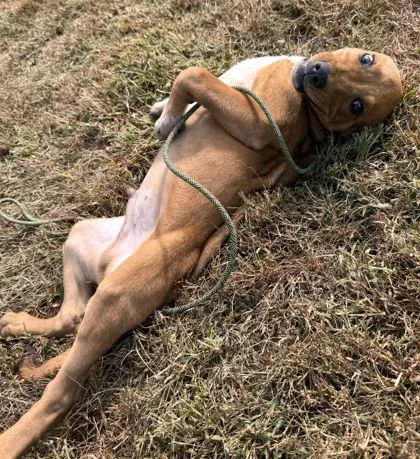 A baby large-sized male Labrador Retriever dog named Peck for adoption in Morton Grove, IL