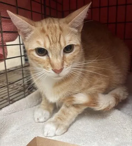 A young small-sized male Domestic Short Hair cat named Peanut for adoption in Honolulu, HI