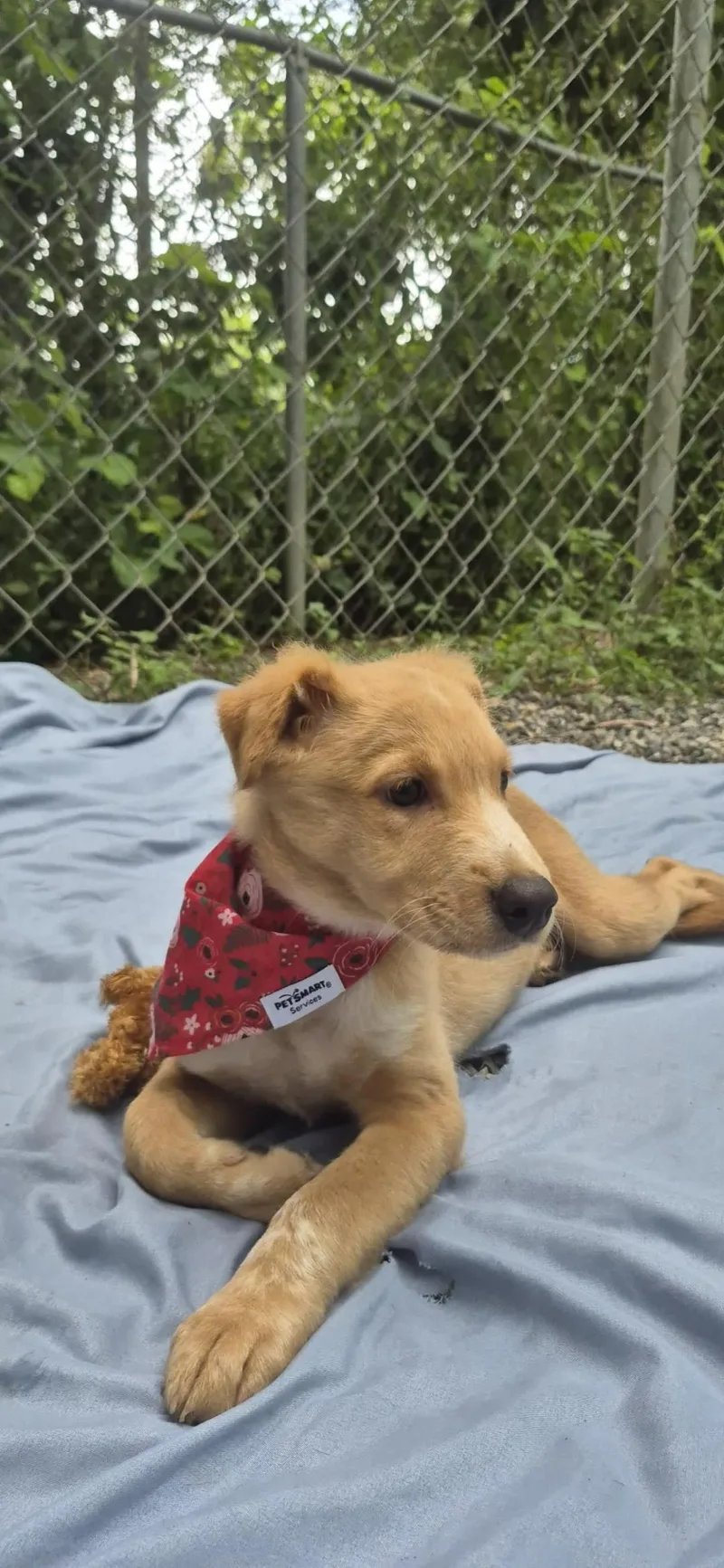 A baby medium-sized female Labrador Retriever dog named Beatriz for adoption in New York, NY