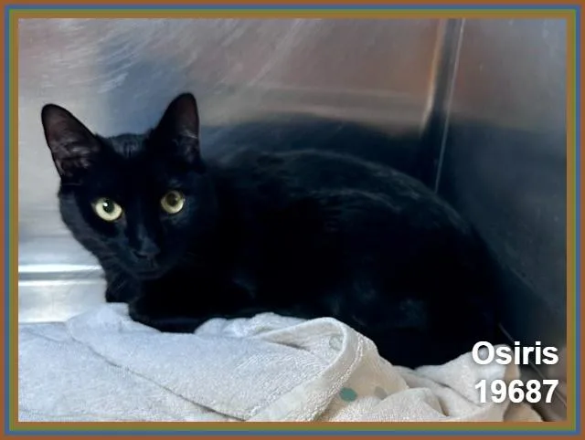 An adult medium-sized male Black Domestic Short Hair cat named Osiris for adoption in Marietta, GA