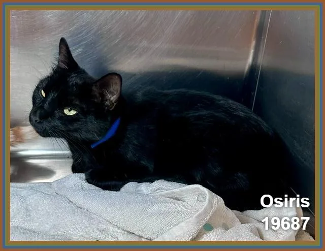 Osiris thumbnail 2