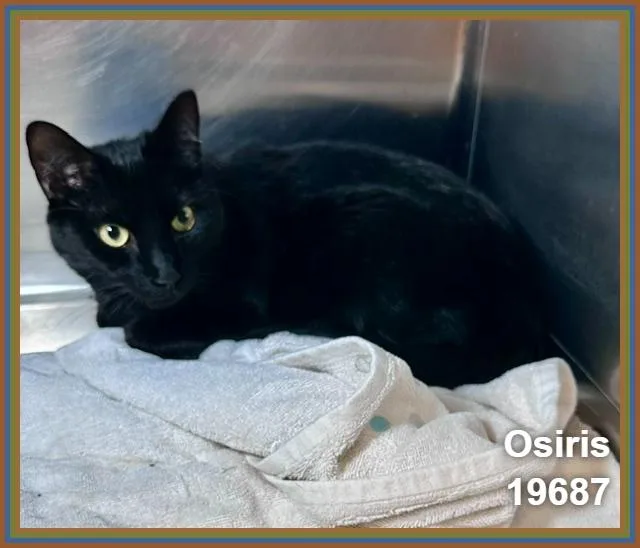 Osiris thumbnail 6