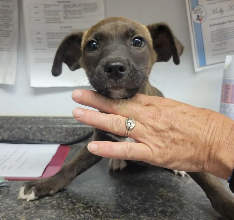 A baby large-sized male Pit Bull Terrier dog named Smokey for adoption in Lockhart, TX