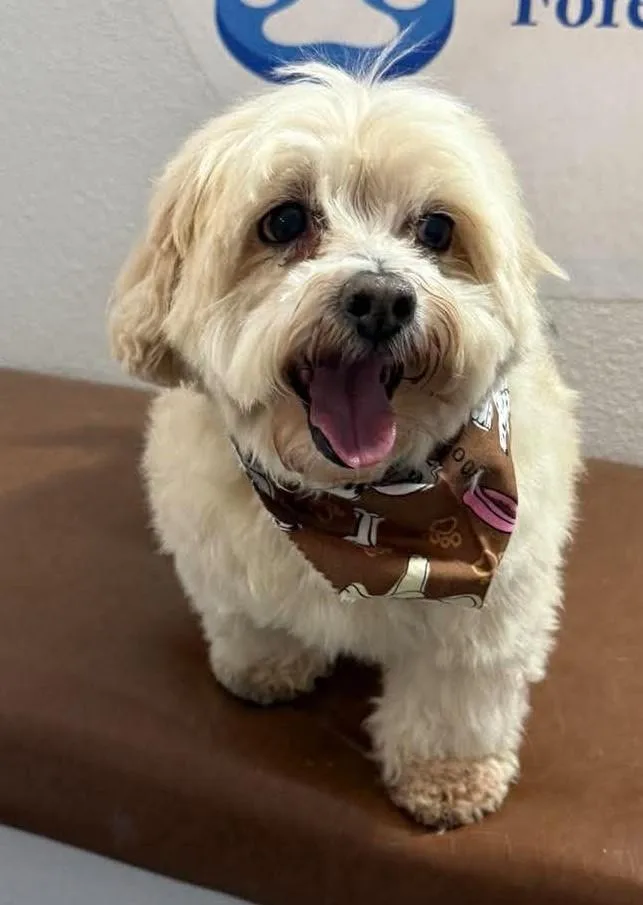 An adult small-sized male Standard Poodle dog named Max for adoption in Las Vegas, NV