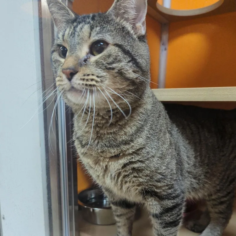An adult medium-sized male Tabby (Brown / Chocolate) Domestic Short Hair cat named Jet for adoption in Elyria, OH