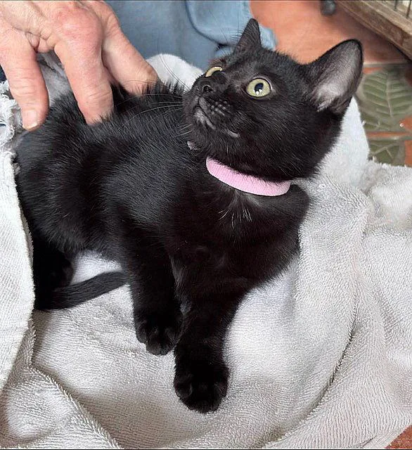 A baby medium-sized female Black Domestic Short Hair cat named Beanie for adoption in Whitehall, PA