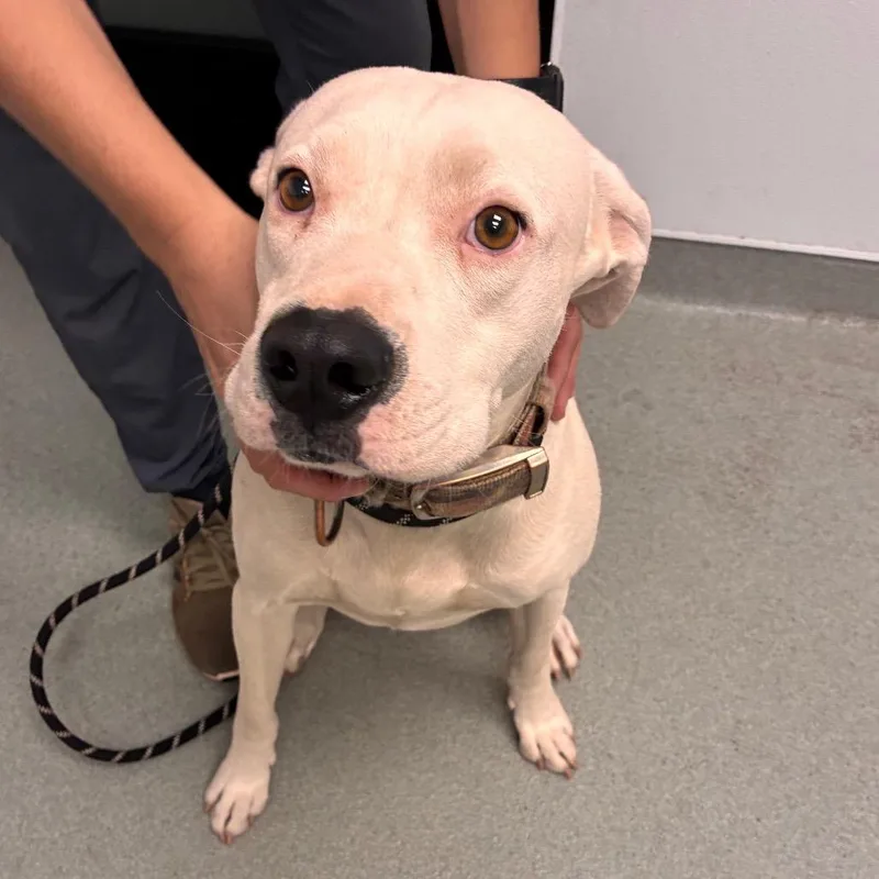 An adult medium-sized male White / Cream Pit Bull Terrier dog named Butterball for adoption in Abilene, TX