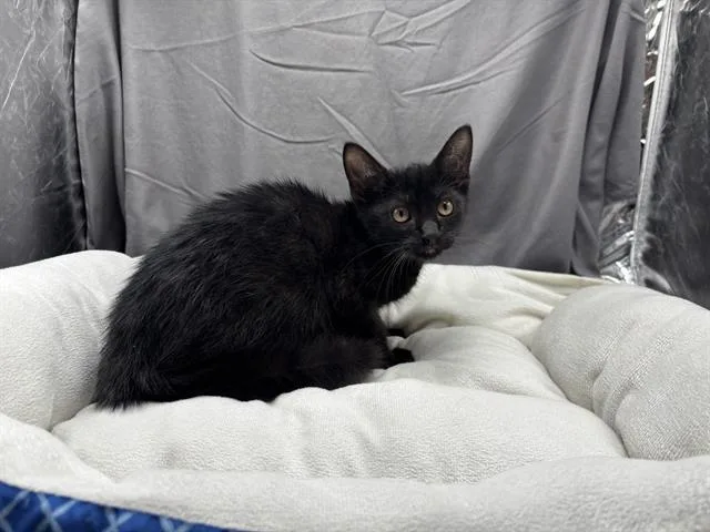 An adult small-sized male Domestic Short Hair cat named A for adoption in Appling, GA