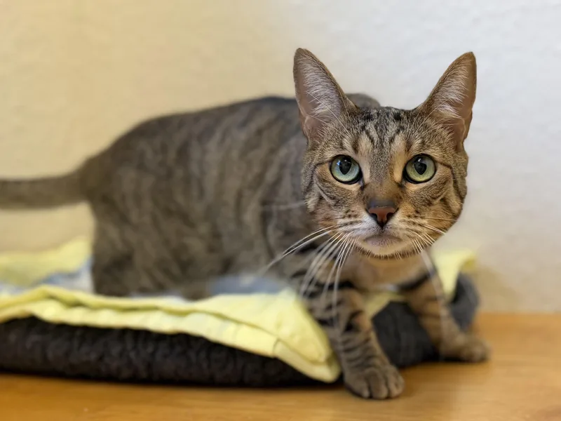 An adult medium-sized female Domestic Short Hair cat named Elsa for adoption in Mission Viejo, CA