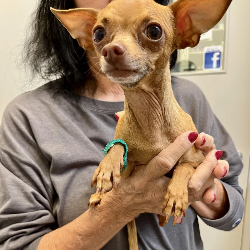 An adult small-sized male Brown / Chocolate Chihuahua dog named Redkin Tiny Gentleman for adoption in Tulsa, OK