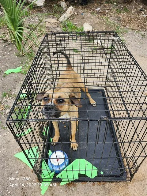 An adult medium-sized female American Staffordshire Terrier dog named Grinch for adoption in San Antonio, TX