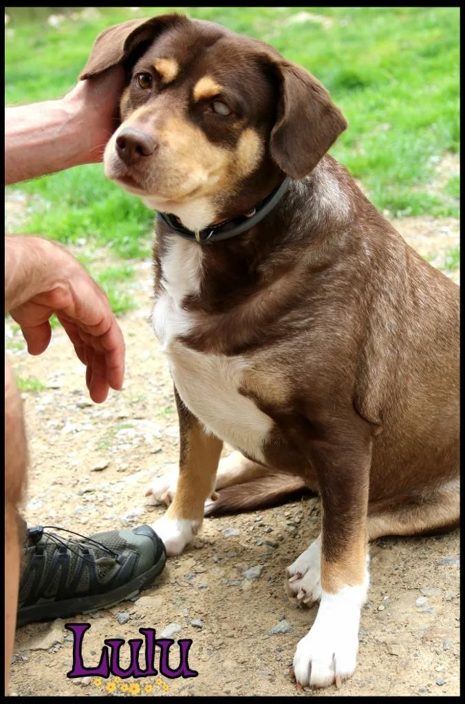 An adult large-sized female Labrador Retriever dog named Lulu for adoption in Shippenville, PA