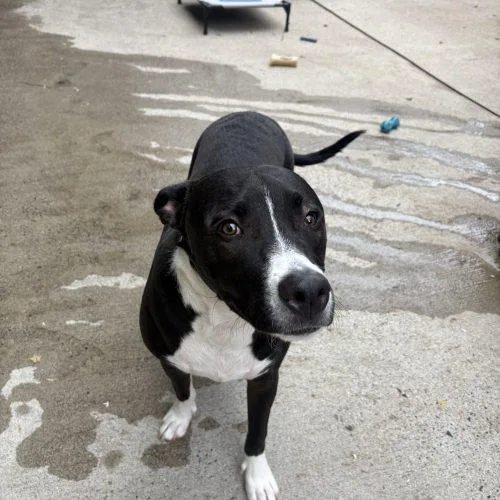 A young small-sized male Black Mixed Breed dog named Scout for adoption in Hamden, CT