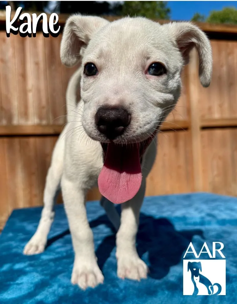A baby medium-sized male Mixed Breed dog named Kane for adoption in Magnolia, TX