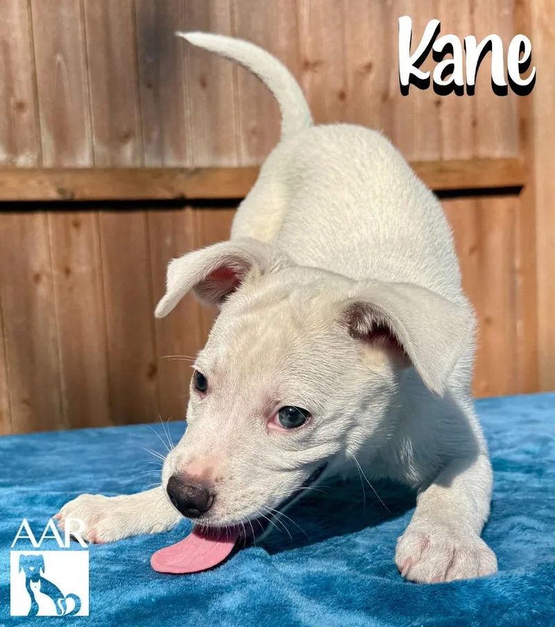 Kane thumbnail 4