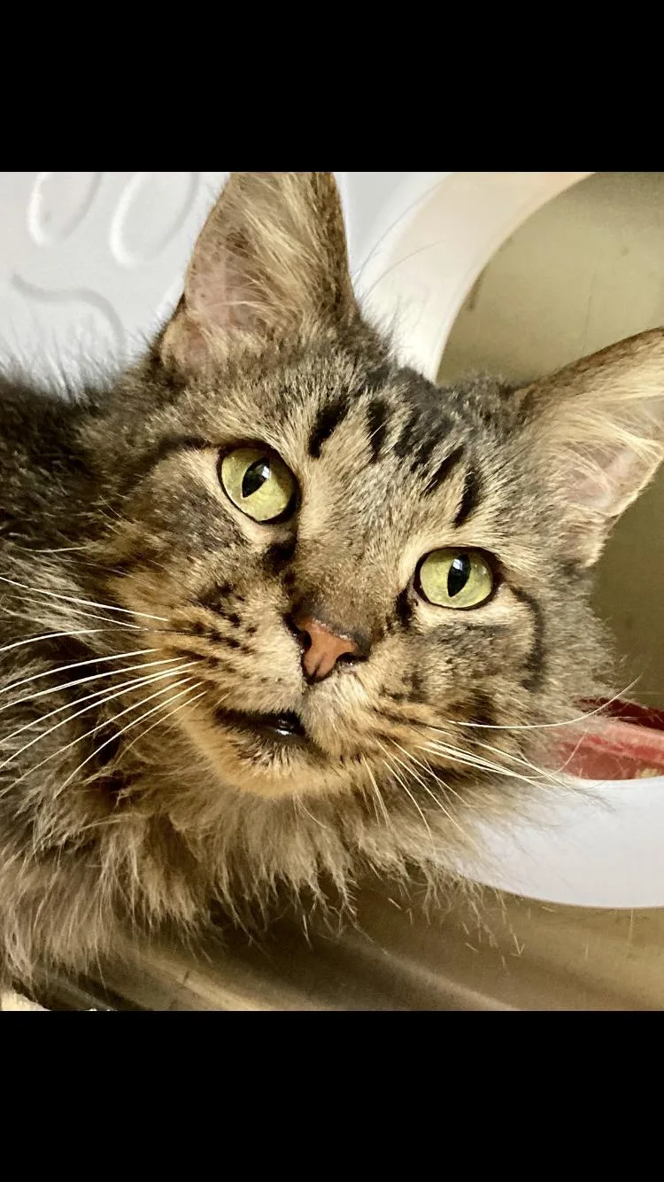 Macgyver thumbnail 2