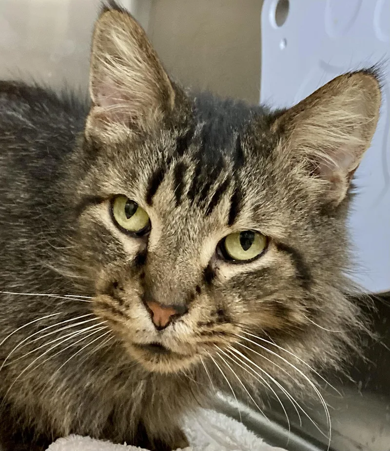 Macgyver thumbnail 3