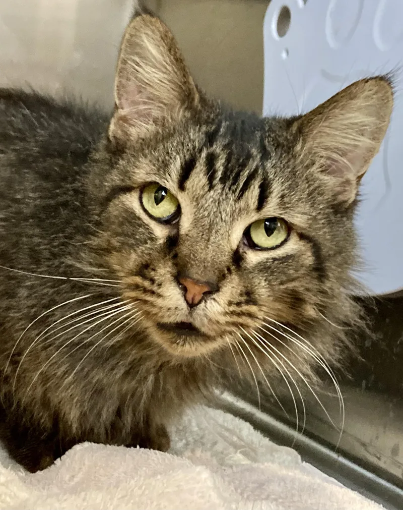 Macgyver thumbnail 4