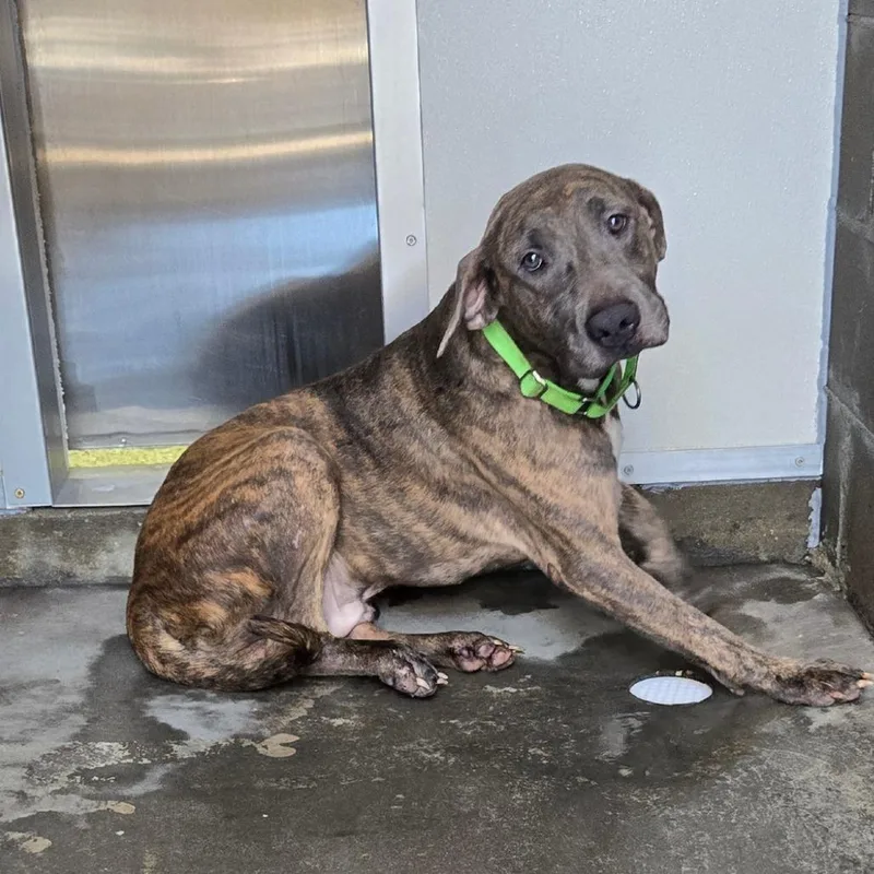 A young medium-sized male Brindle Mixed Breed dog named Jack Wyatt for adoption in Freeport, FL