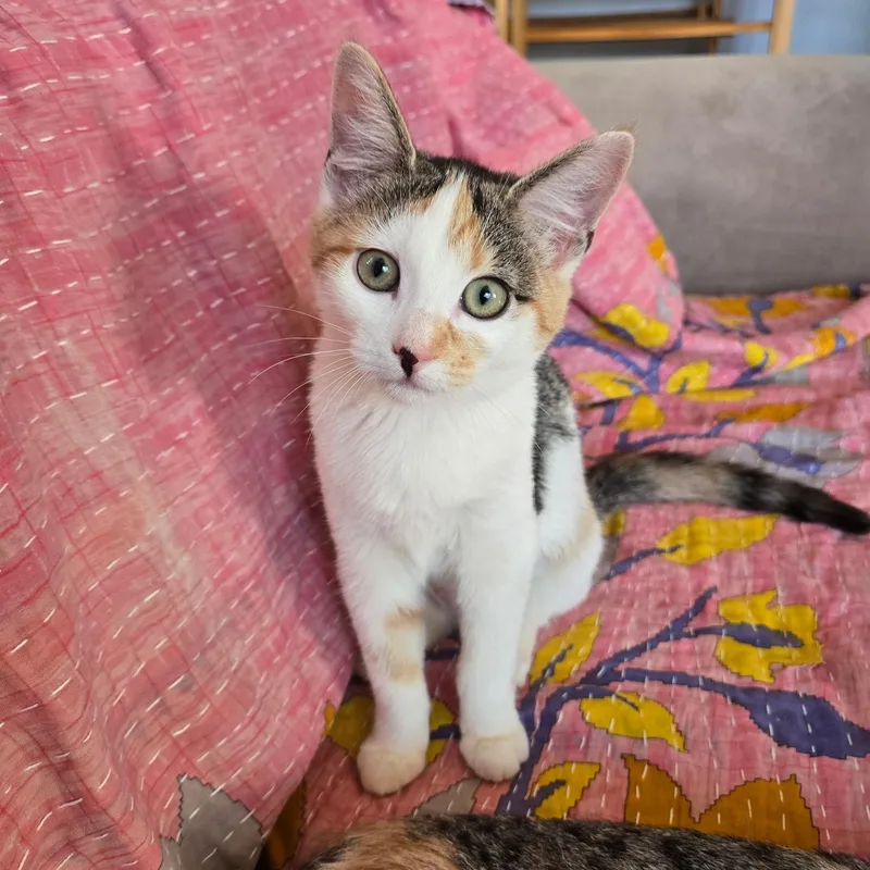 A baby small-sized female Domestic Short Hair cat named Russet for adoption in East Greenwich, RI