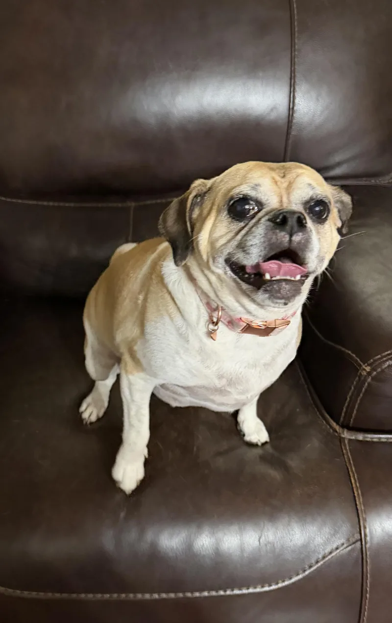 An adult medium-sized female Apricot / Beige Puggle dog named Gertie for adoption in Huntley, IL