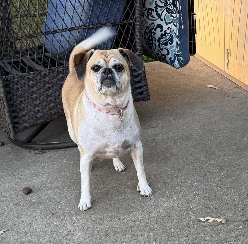 Gertie thumbnail 2