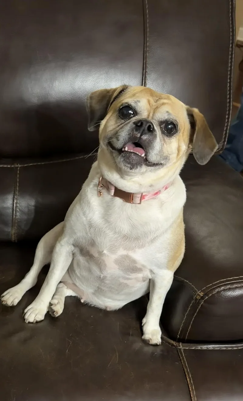 Gertie thumbnail 3
