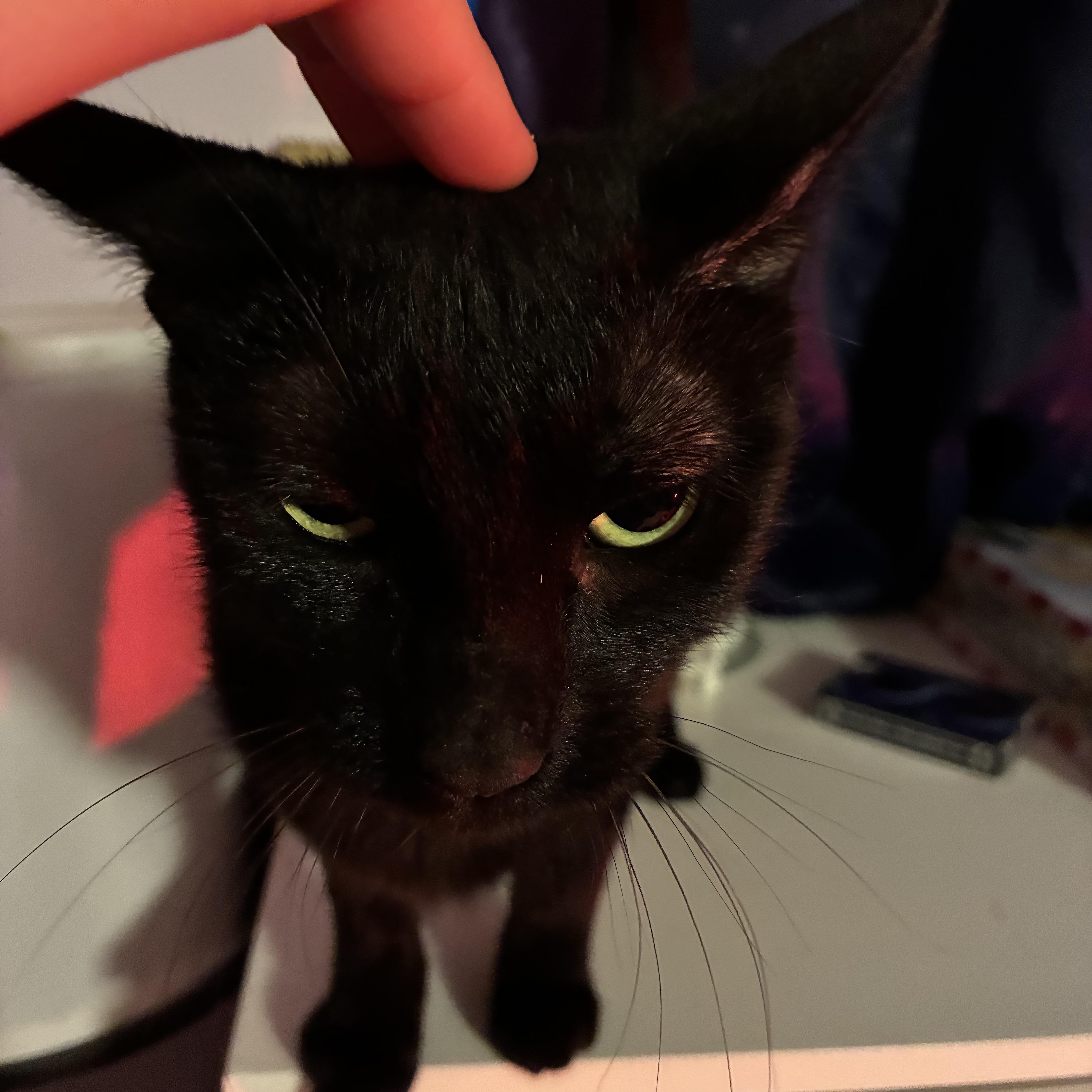 A young medium-sized female Black Bombay cat named Momma for adoption in Liverpool, TX