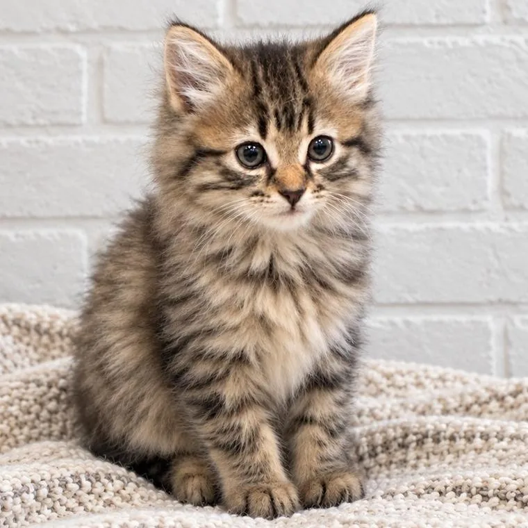 A baby small-sized male Domestic Medium Hair cat named Avery for adoption in Guntersville, AL