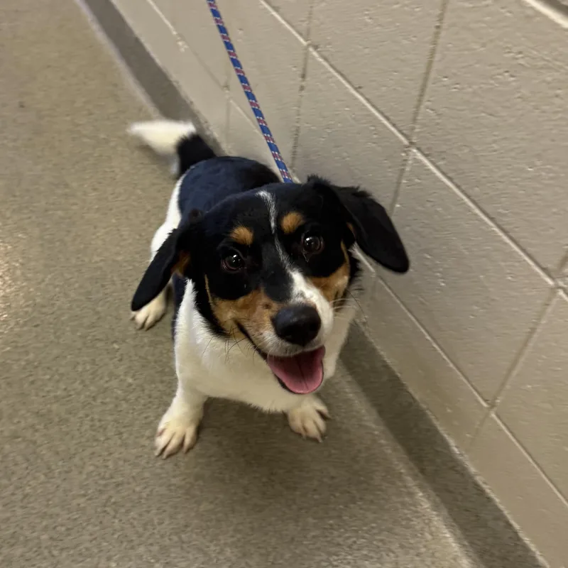 A young small-sized male Corgi dog named Canvas for adoption in Kearney, NE