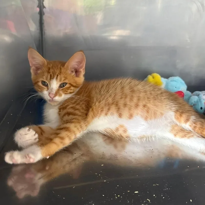 A baby small-sized male Orange & White Domestic Short Hair cat named Thimble for adoption in Grand Rapids, MI