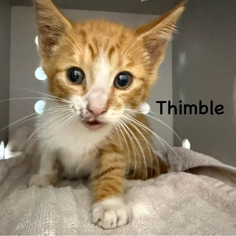 Thimble thumbnail 2