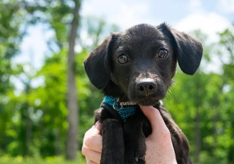 A baby small-sized female Dachshund dog named Nola for adoption in Greeneville, TN
