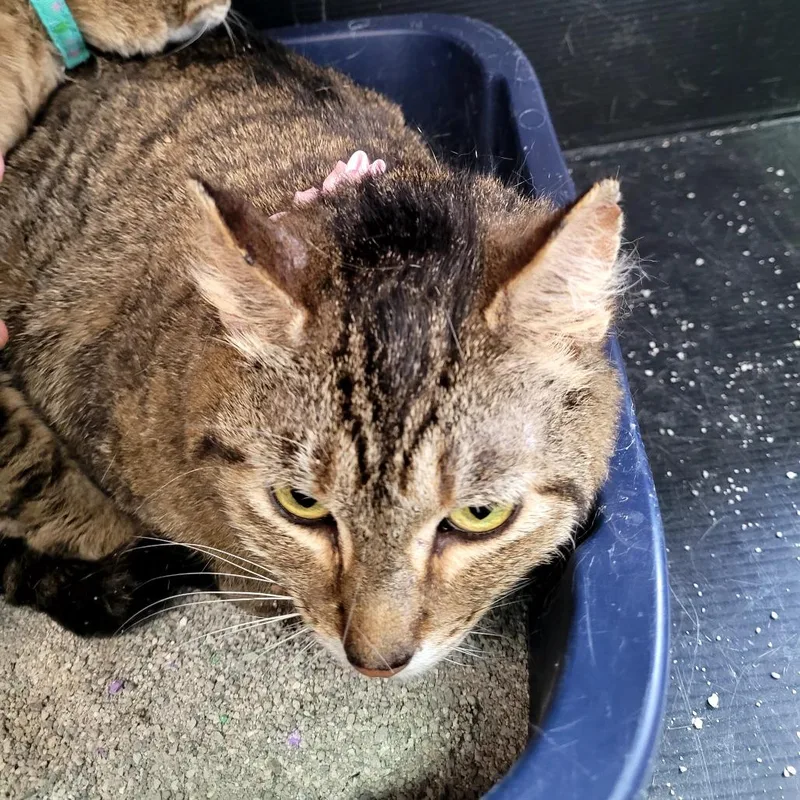 A senior medium-sized female Domestic Short Hair cat named Lulu for adoption in Allyn, WA