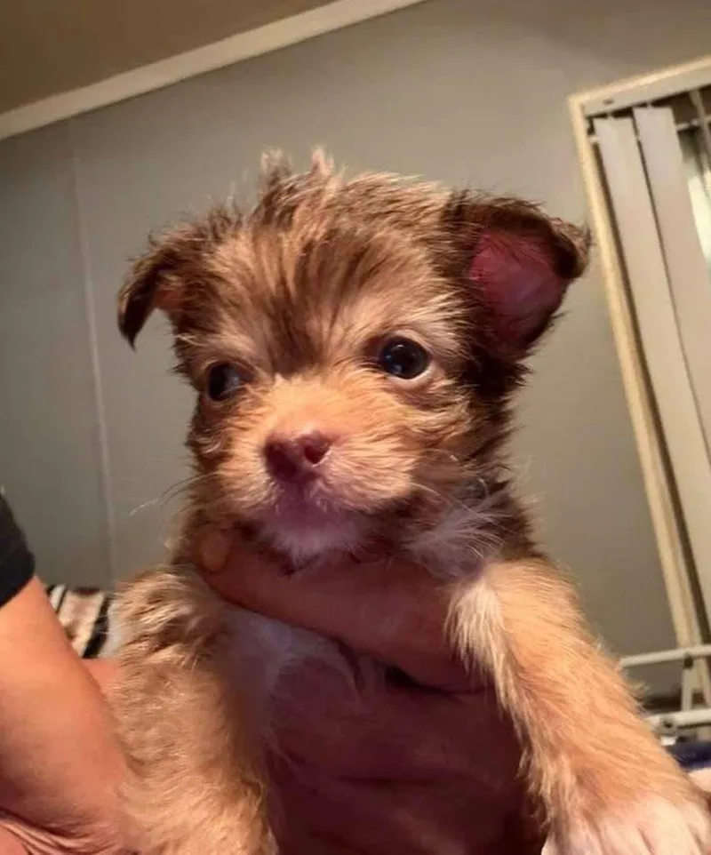 A baby small-sized male Pomeranian dog named Squirrel for adoption in Middletown, CT