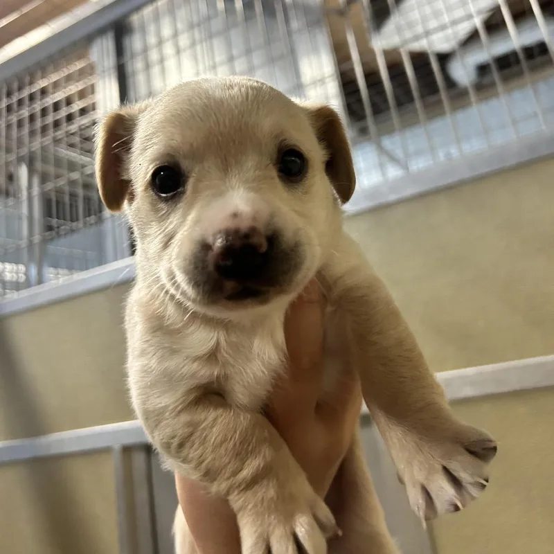 A baby medium-sized female White / Cream Chihuahua dog named Melanie for adoption in Durango, CO