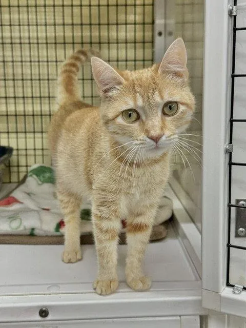 A young medium-sized female Orange / Red Domestic Short Hair cat named Baylor for adoption in Winton, NC