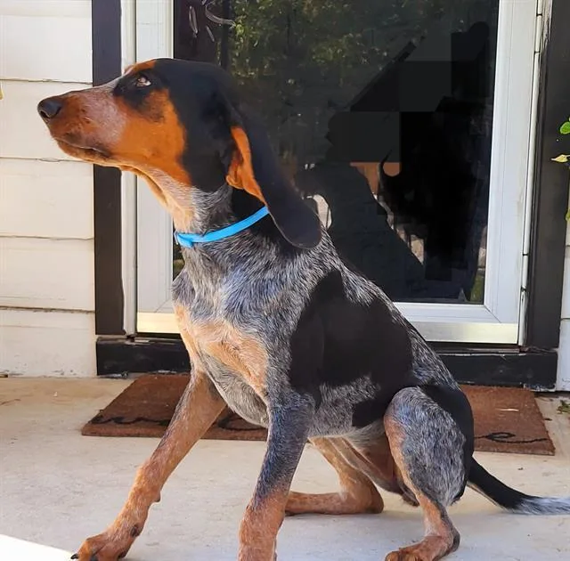A young medium-sized female Bluetick Coonhound dog named Maya May for adoption in San Antonio, TX