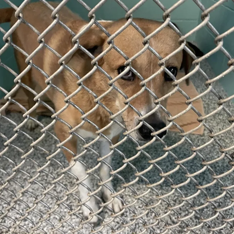 A senior medium-sized female Yellow / Tan / Blond / Fawn Mixed Breed dog named Sweet Heart for adoption in Port Charlotte, FL