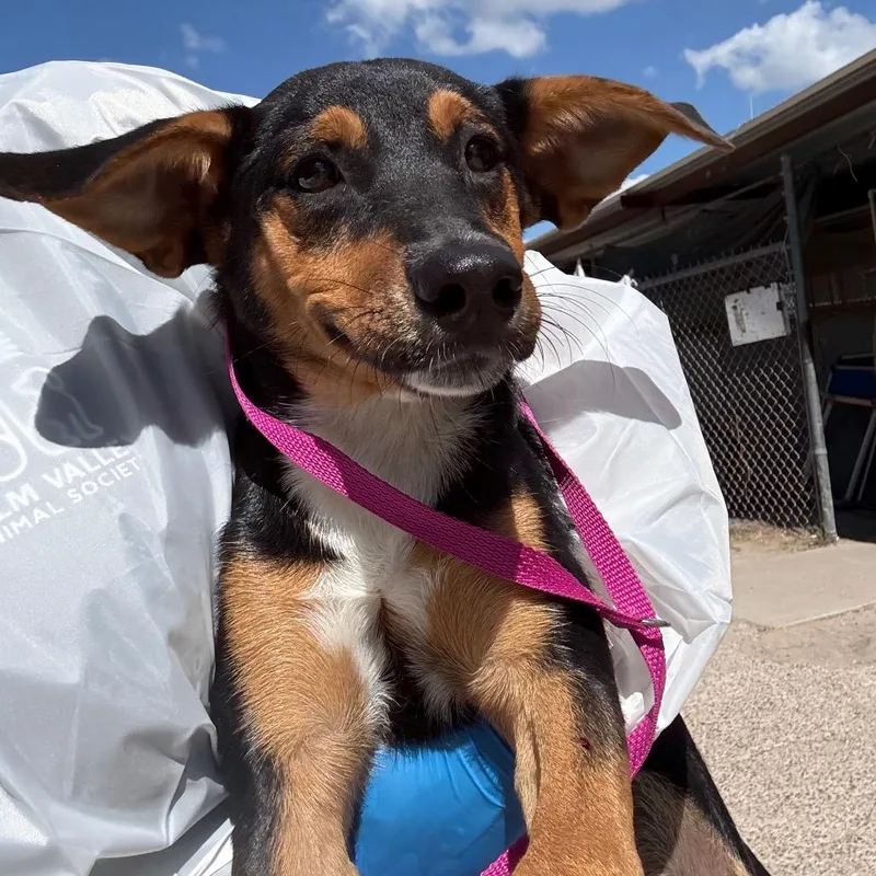 Conchita thumbnail 3