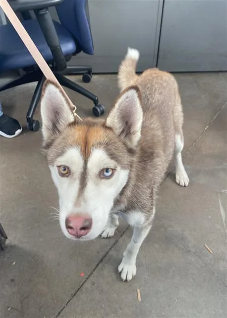 A young large-sized female Mixed Breed dog named Lily for adoption in Dallas, TX