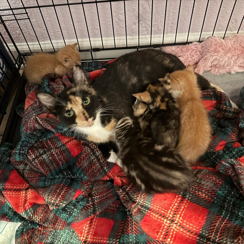 An adult medium-sized female Domestic Short Hair cat named Everest for adoption in Rochester Hills, MI
