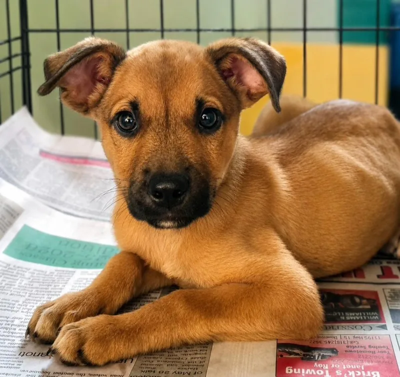 A baby medium-sized male Black Mouth Cur dog named River Thurmon for adoption in El Dorado, AR