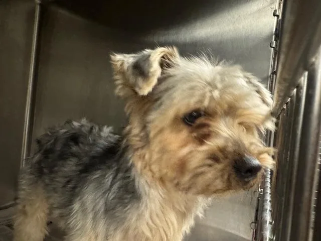 An adult small-sized male Yorkshire Terrier dog named Mylo for adoption in Van Nuys, CA
