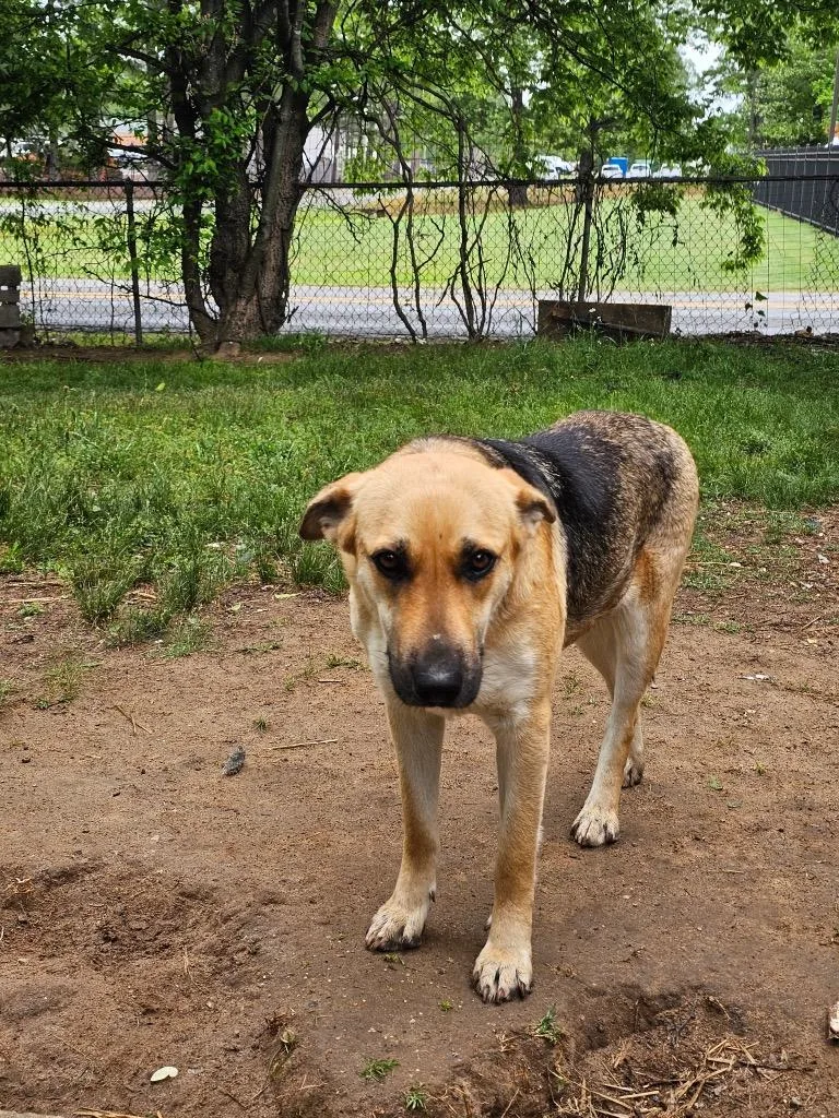 A young large-sized female German Shepherd Dog dog named Maybelline for adoption in Little Rock, AR