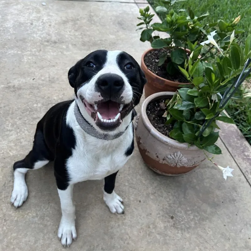 A baby large-sized female Black American Staffordshire Terrier dog named Mindy for adoption in Houston, TX
